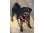 Adopt Rosie in RI a Pug  Poodle (Miniature)  Mixed dog in Provid