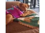 Adopt Dora the doxy a Dachshund
