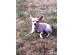 Bella Pretty and Sweet Chihuahua in Sumner
