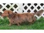 Adopt Scout (MD) a Dachshund