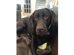 Rhodesian Ridgeback Puppies for sale