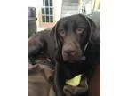 Rhodesian Ridgeback Puppies for sale