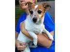 Adopt Maddie a TanYellowFawn - with White Jack Russell Terrier  