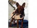 Adopt Rickey a Miniature Pinscher