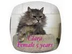 Adopt Clara a Domestic Long Hair