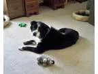 Adopt Torrin a Black Flat-Coated Retriever  Chow Chow  Mixed dog