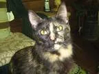 Adopt Magic a Tortoiseshell American Shorthair (medium coat) cat