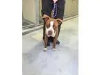 Adopt Kludd a BrownChocolate - with White Pit Bull Terrier  Mixe