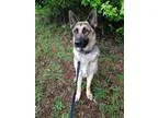 Adopt Simba a German Shepherd Dog  Mixed dog in Richmond VA (157