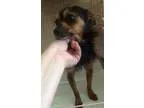 Adopt Reece a Black - with Brown Red Golden Orange or Chestnut T
