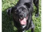 Adopt Lola a Dachshund Pug