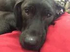 Adopt Lexie a Dachshund Terrier