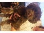 Adopt Joey Jazzy s pup in MO a BrownChocolate Shih Tzu  Mixed do