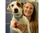 Adopt Russell a White Jack Russell Terrier  Mixed dog in Richmon