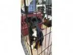 Adopt Lincoln a Catahoula Leopard Dog