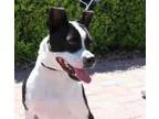Adopt REMY a Boston Terrier
