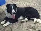 Adopt smoky a Black - with White Border Collie  German Shepherd 