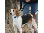 Adopt Gordo a Harrier  Mixed dog in Richmond VA (15511206)