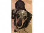 Adopt DJ a Dachshund