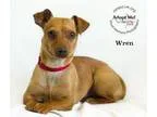 Adopt Wren a Dachshund