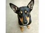 Adopt a Tricolor (TanBrown and Black and White) Australia