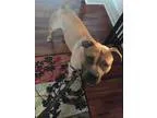 Adopt Toby a American Pit Bull Terrier  Mixed dog in Greensboro 