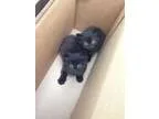 Siamese kitten