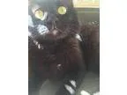 Adopt Po a Domestic Long Hair