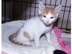 Adopt Peach Fuzz a Orange or Red Domestic Mediumhair (medium coa