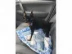 Adopt Angel a Miniature Pinscher