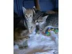 Adopt X baby a Orange or Red Domestic Shorthair (short coat) cat