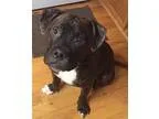 Adopt Bart a Brindle - with White Boxer  Mixed dog in Houston TX