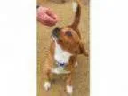 Adopt Skippy - ADOPTED a Beagle Pekingese