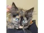 Adopt Spinner a Tortoiseshell