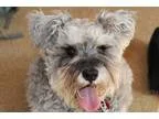 Adopt Peppa a GrayBlueSilverSal t and Pepper Schnauzer (Miniatur