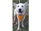 Adopt Raymond a White German Shepherd Dog  Mixed dog in Louisvil
