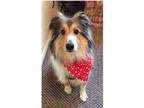 Adopt Buttons a Tricolor (TanBrown and Black and White) Sheltie
