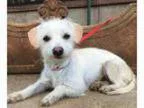 Adopt Charlotte a Jack Russell Terrier Cairn Terrier