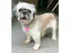 Adopt Tashi a White Shih Tzu Lhasa Apso Mixed dog in Pontiac M