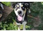 Adopt Spock a Australian Shepherd