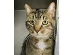 Adopt Herman a Brown Tabby Domestic Shorthair  Mixed cat in Hilt