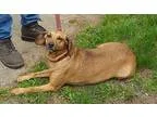Adopt Little Girl a TanYellowFawn Beagle  Mixed dog in Berwick P