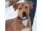 Adopt Myles a Labrador Retriever  Mixed dog in Golden CO (157662