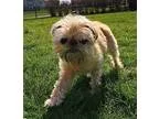 Adopt EMMA - North Aurora Illinois a RedGoldenOrangeCh estnut Br