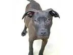 Adopt Turtle - NEEDS FOSTER a Black Labrador Retriever  Mixed do