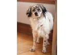Adopt Bon Bon - HOSPICE FOSTER WANTED a Brittany  Mixed dog in c