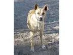 Adopt Scooby a TanYellowFawn - with White Carolina Dog  Mixed do