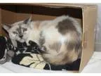 Adopt Salt a Cream or Ivory (Mostly) Domestic Shorthair  Mixed c