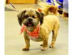 Adopt Molly a BrownChocolate Lhasa Apso  Mixed dog in Middletown