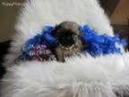 Teacup Buddy